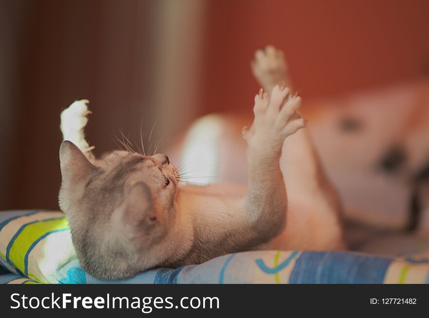 A woman playing with a cat lying on her back and showing her thighs, Portrait of Burmilla cat