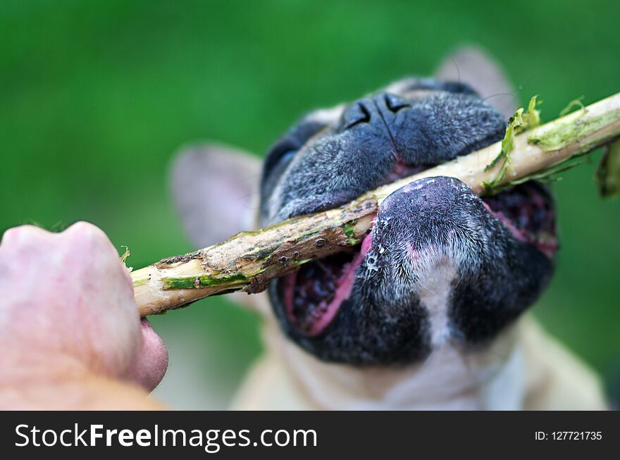 Aggressive dog, pulling on a stick