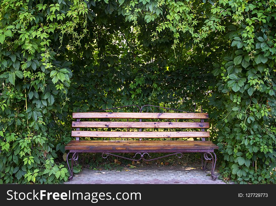 Bench in garden under curly thickets of wild grapes