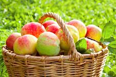 Harvest Juicy Ripe Fruit Apples In Basket Royalty Free Stock Photography