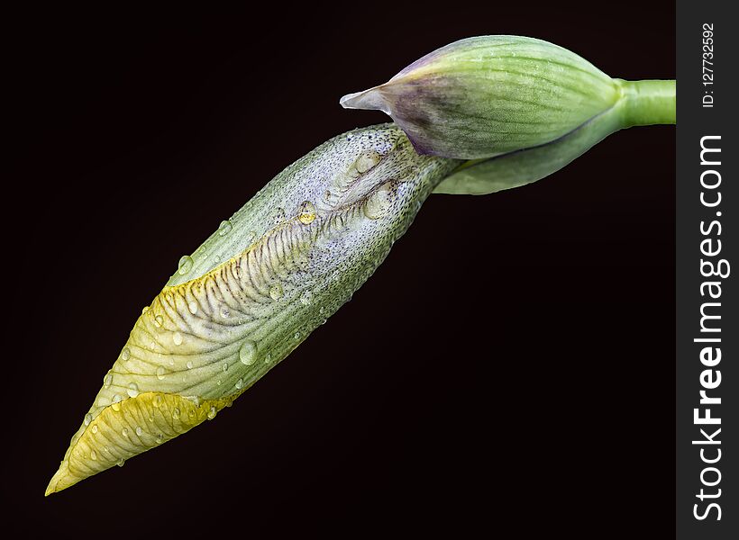 Yellow Iris Bud On Black