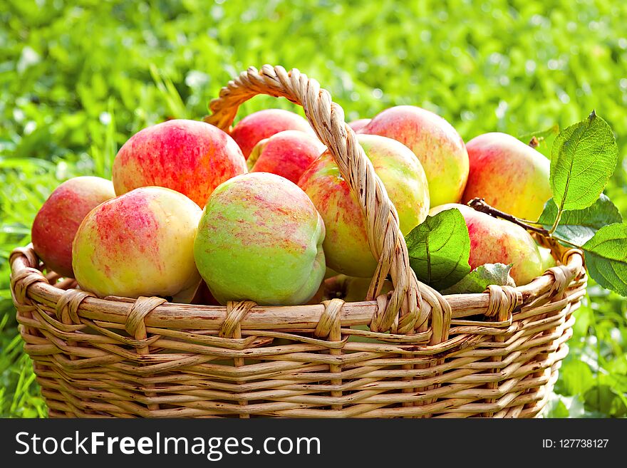 Harvest juicy ripe fruit apples in basket. new harvesting crop in orchard