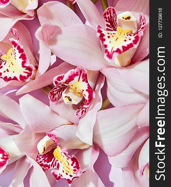 Close-up Of Pink Fresh Orchid Flowers. Natural Floral Background. Flat Lay