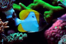 Yellow Pyramid Butterflyfish - Hemitaurichthys Polylepis Royalty Free Stock Image