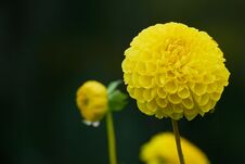 Beautiul Yellow Dahlia With Spider And The Web On Dark Black Background Royalty Free Stock Photography