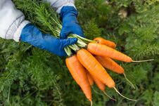 Bunch Of Fresh Raw Carrots In The Hands Royalty Free Stock Images