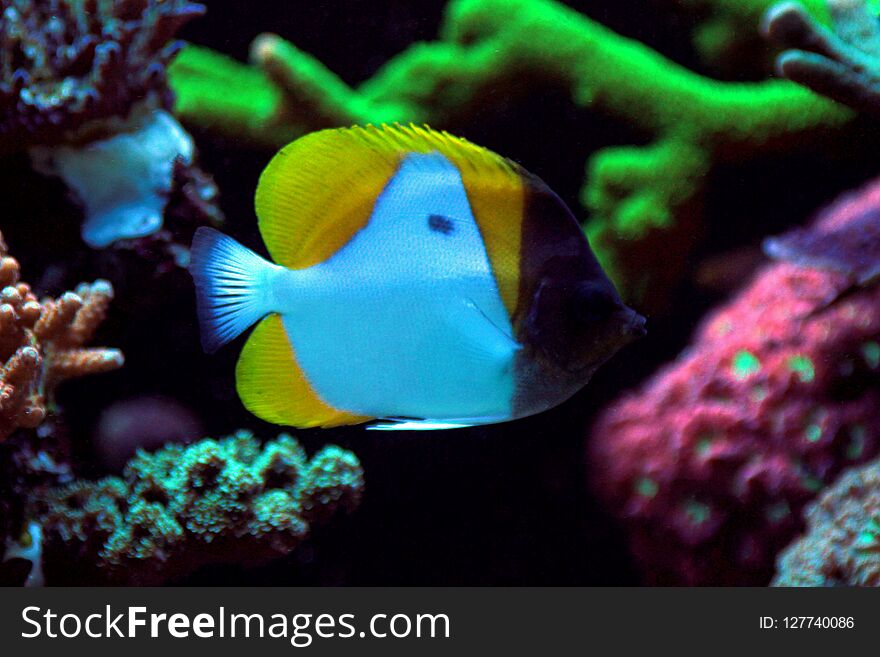 Yellow Pyramid Butterflyfish - Hemitaurichthys polylepis