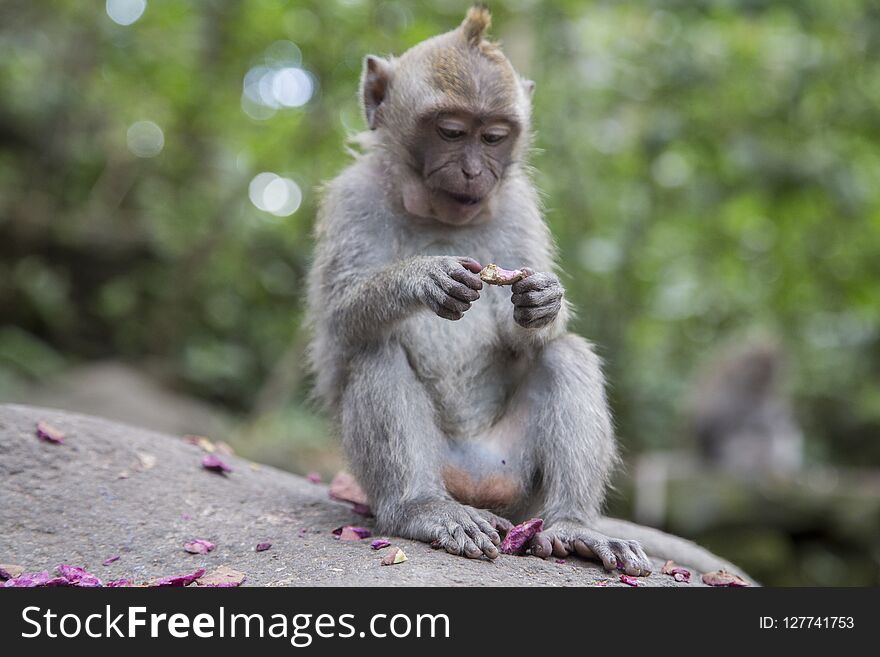 Cute monkey iforest in Ubud. Cute monkey iforest in Ubud