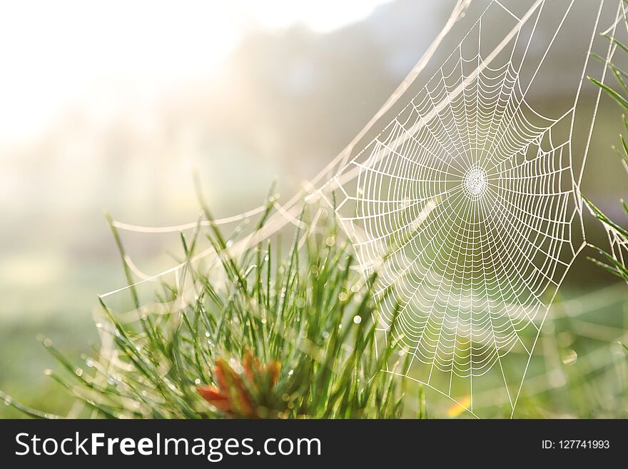 Cobweb On Wild Meadow