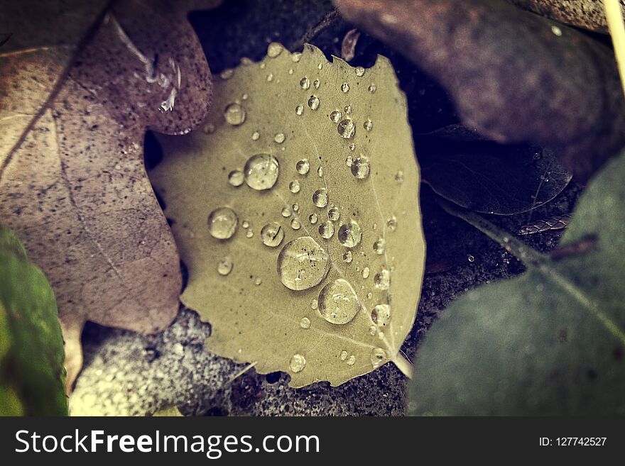 Beautiful natural background with autumn leaves with rain drops