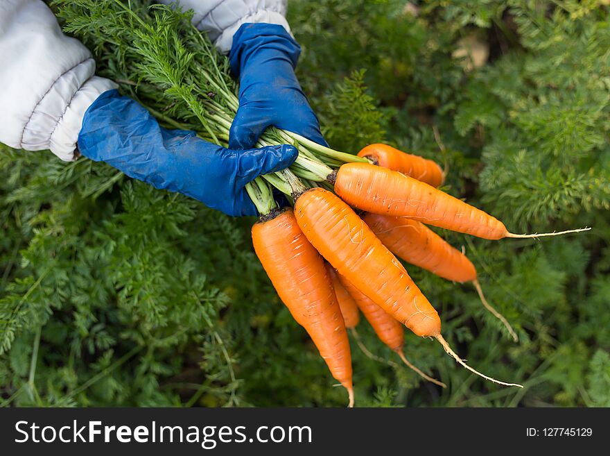 Bunch of fresh raw carrots in the hands