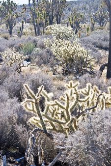 Mojave Desert Botanicals 1 Stock Image