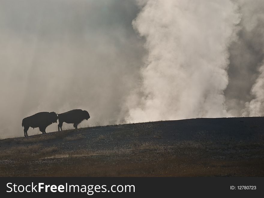 Two Bison in the Mist