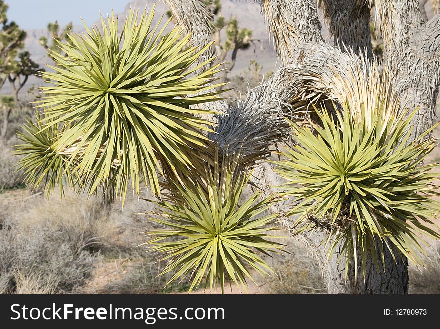 Joshua Tree Close-Up