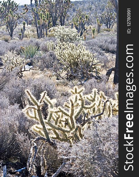 Mojave Desert Botanicals 1