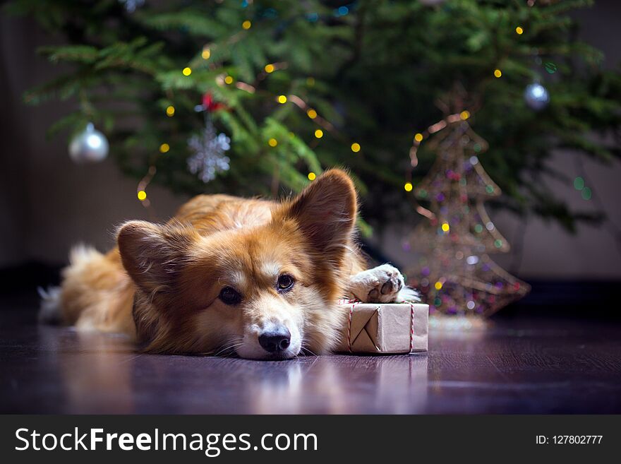 christmas. very beautiful corgi fluffy dog on the background of the Christmas tree