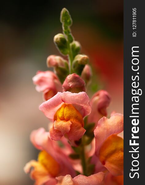 A close up shot of a coral colored snapdragon flowerhead blooming in a summer garden. A close up shot of a coral colored snapdragon flowerhead blooming in a summer garden.