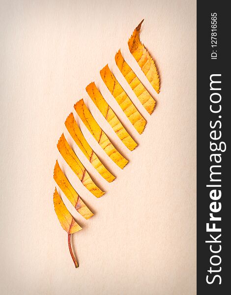 Abstract Autumn design from a cut yellow leaf