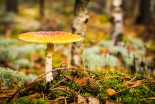 Toadstool, Close Up Of A Poisonous Mushroom In The Forest With Copy Space Stock Photography