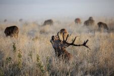 A Rutting Red Deer Stag Bellowing At Dawn Stock Images