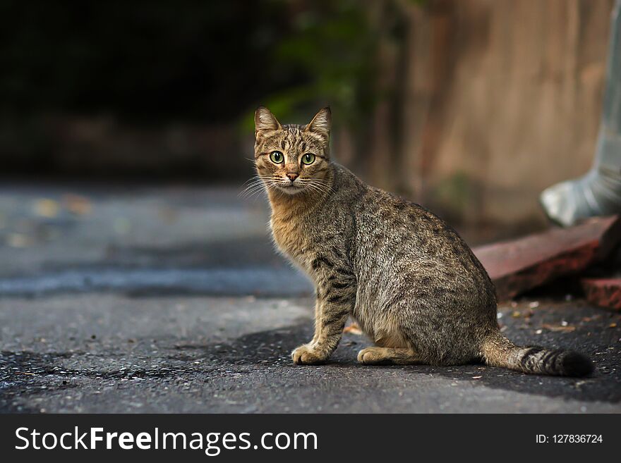 2018 new photo, adorable brown short hair stray cat