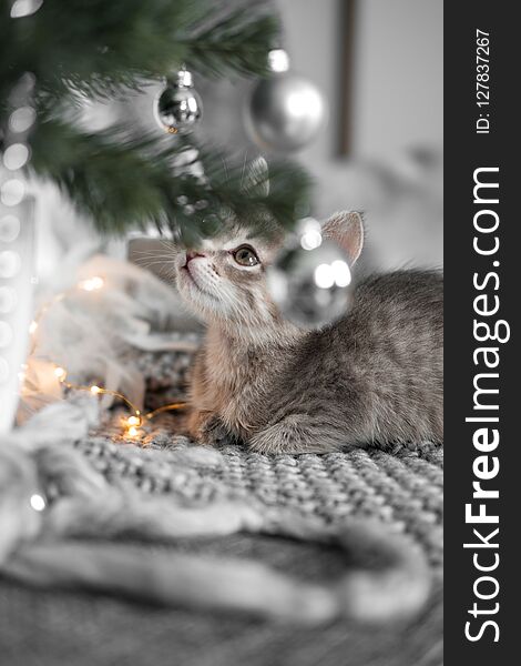 Cute gray kitten playing with Christmas toys on a Christmas tree sitting on a gray plaid. Cute gray kitten playing with Christmas toys on a Christmas tree sitting on a gray plaid