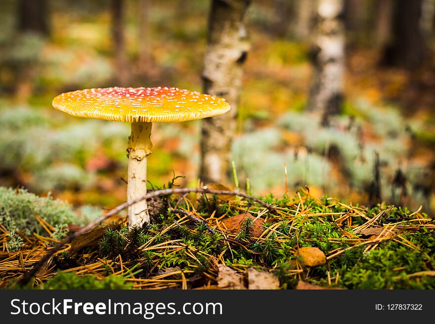 Toadstool, close up of a poisonous mushroom in the forest with copy space.
