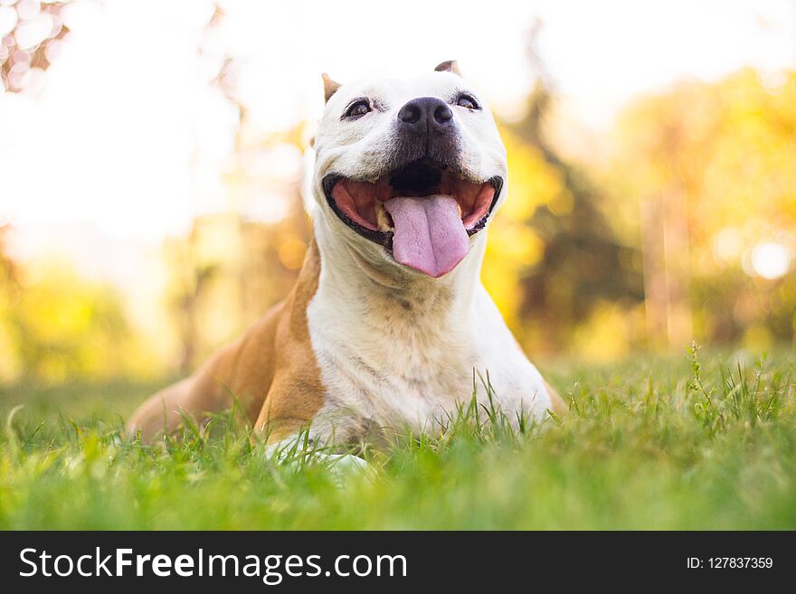 Autumn portrait of cute terrier dog, blur background. Defocused nature