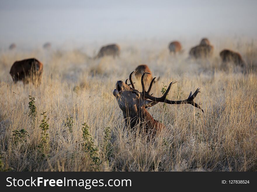 A rutting red deer stag bellowing at dawn