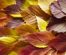 Autumn Leaves. Colorful Autumn Leaves Of Wild Grapes. Autumn Time. Autumn Wallpaper. Autumn Background. Royalty Free Stock Photos Autumn Leaves. Colorful Autumn Leaves Of Wild Grapes. Autumn Time. Autumn Wallpaper. Autumn Background. Royalty Free Stock Photos