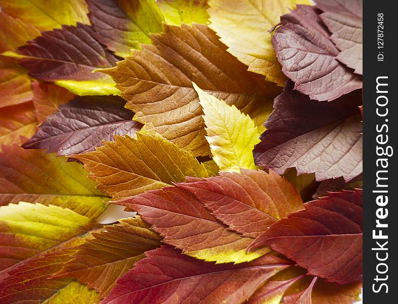 Autumn leaves. Colorful autumn leaves of wild grapes. Autumn time. autumn wallpaper. autumn background.