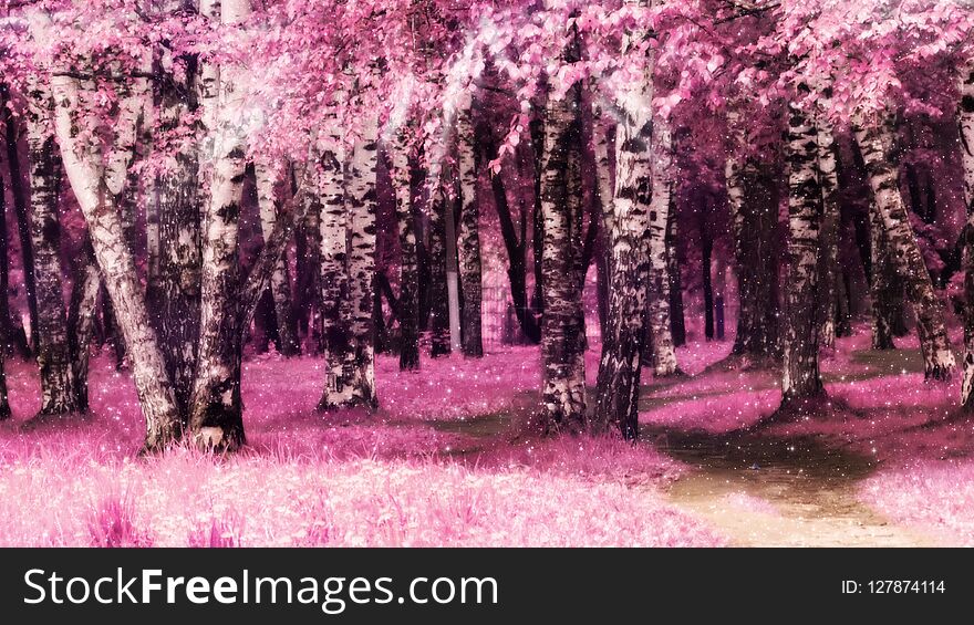 Summer day in the city park, edited colors, pink grass and leaves on birch trees. Summer day in the city park, edited colors, pink grass and leaves on birch trees..