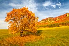 Landscape With A Trees In Autumn Colors. Stock Photos
