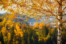A Birch In A Foreground Of Landscape In Autumn Colors, Slovakia, Stock Images