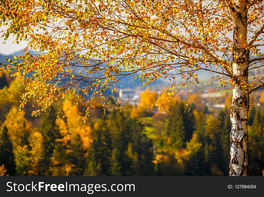 A birch in a foreground of landscape in autumn colors, Slovakia