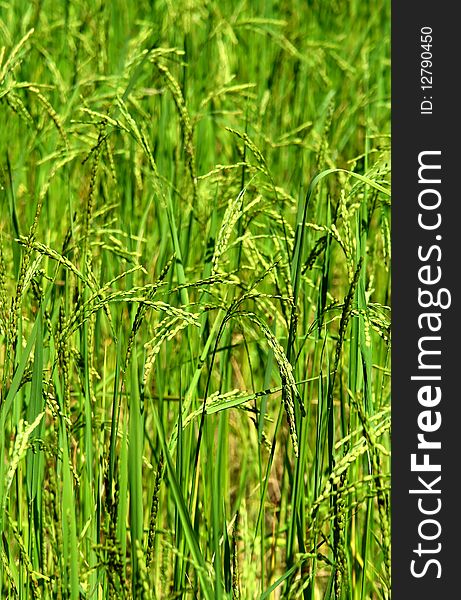 Green Rice Field Texture Wallpaper