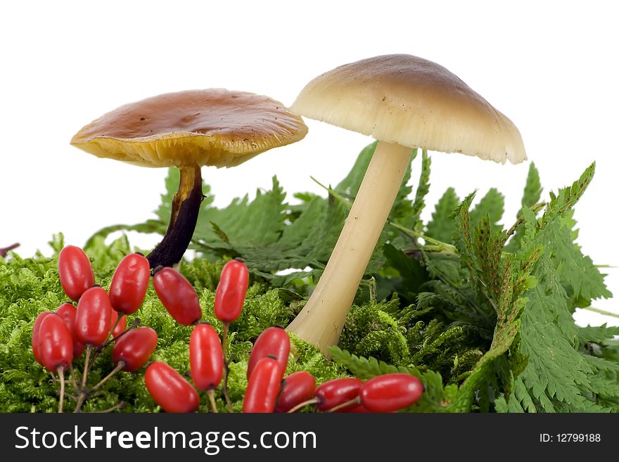 Wood fragrant mushrooms grow from a green moss. Selective focus. Isolated on white. Wood fragrant mushrooms grow from a green moss. Selective focus. Isolated on white.