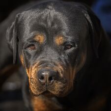 Dog Portrait Adult Rottweiler Attentive Serious Look Royalty Free Stock Image