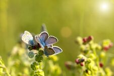 Beautiful Blue Butterflies Sitting On The Grass On A Sunny Day Stock Image