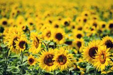A Field Of Ripening Sunflowers Brightly Lit By The Sun Stock Photography