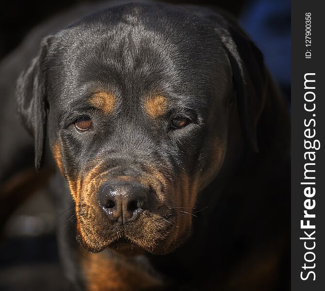 dog portrait adult rottweiler attentive serious look