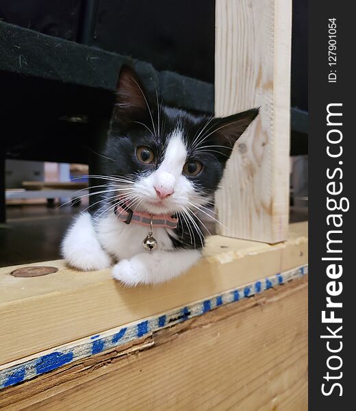 Black and white kitten laying in a fixer upper farmhouse. Black and white kitten laying in a fixer upper farmhouse