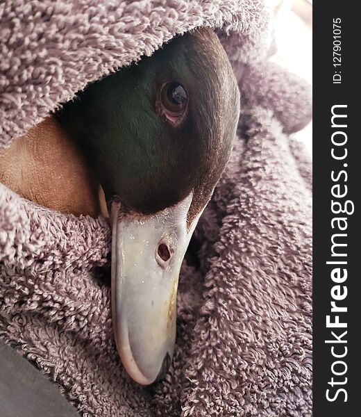 Cutest little duck cuddled up in a towel. Cutest little duck cuddled up in a towel
