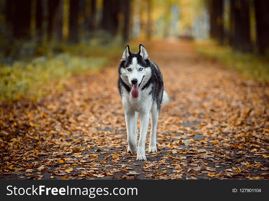 Portrait Of Siberian Husky