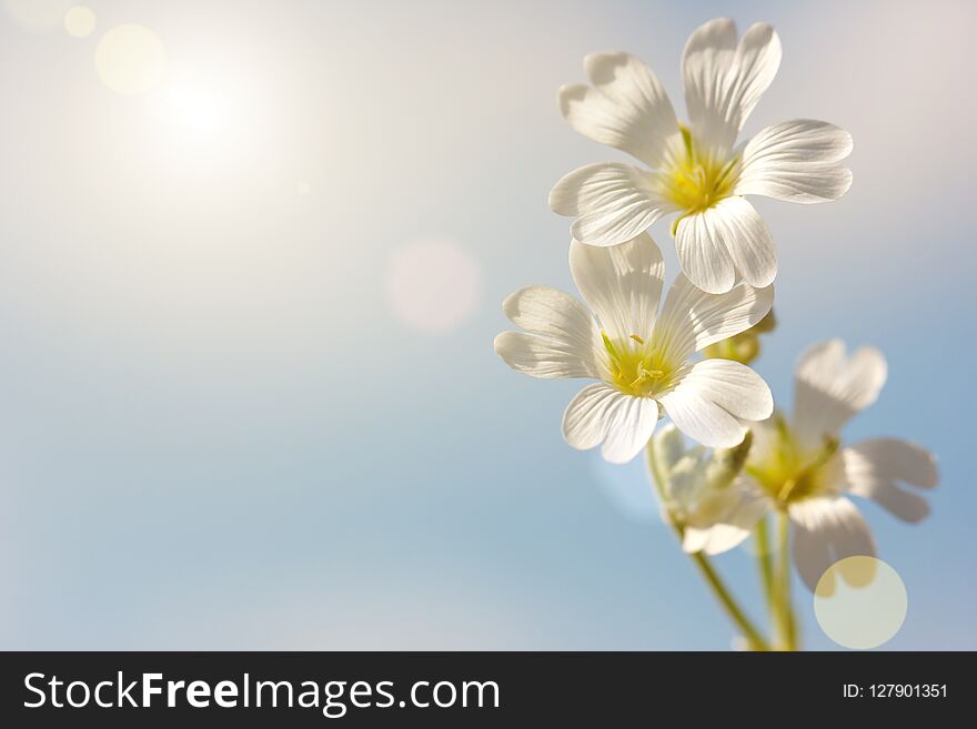 Spring white flower on a blue sky background, Wallpaper