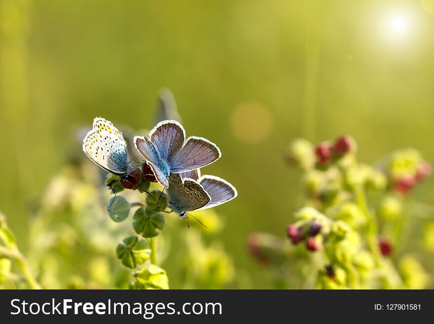 Beautiful blue butterflies sitting on the grass on a Sunny day