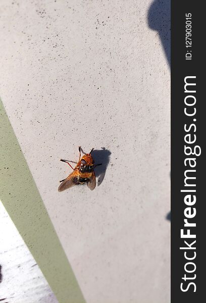 Strange yellow and black fly. Strange yellow and black fly