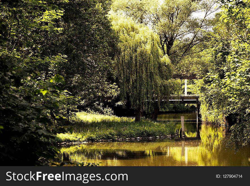 Reflection, Water, Nature, Green