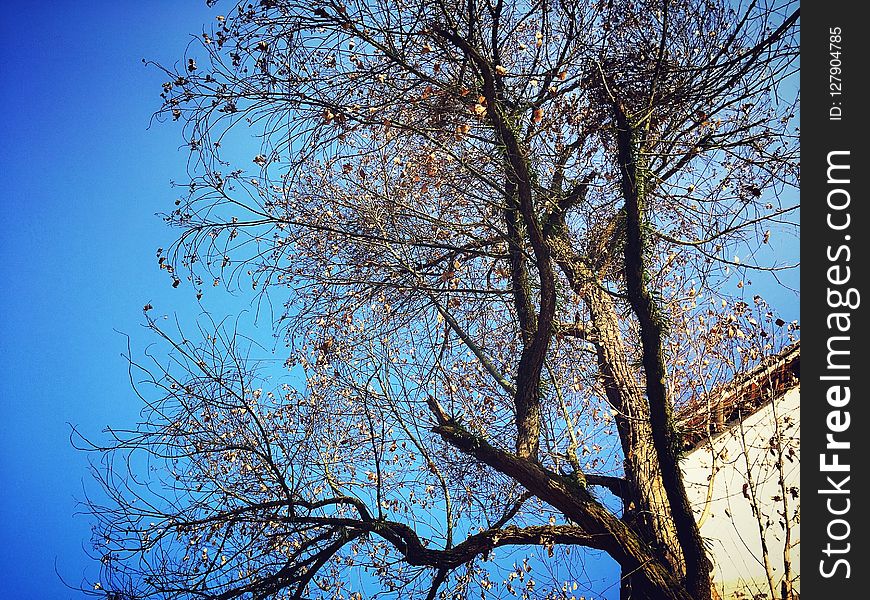 Sky, Tree, Branch, Blue