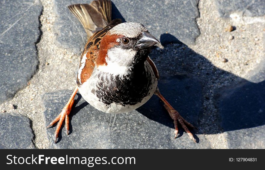 Bird, Sparrow, Beak, Fauna